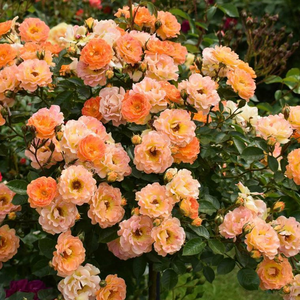 Оранжев - Растения за подземни растения рози